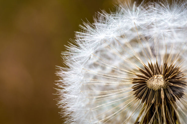 Close-up of dandelion on plant