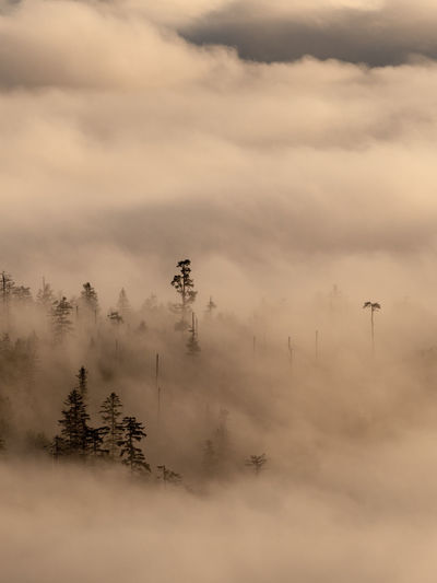 Scenic view of trees on foggy morning against sky