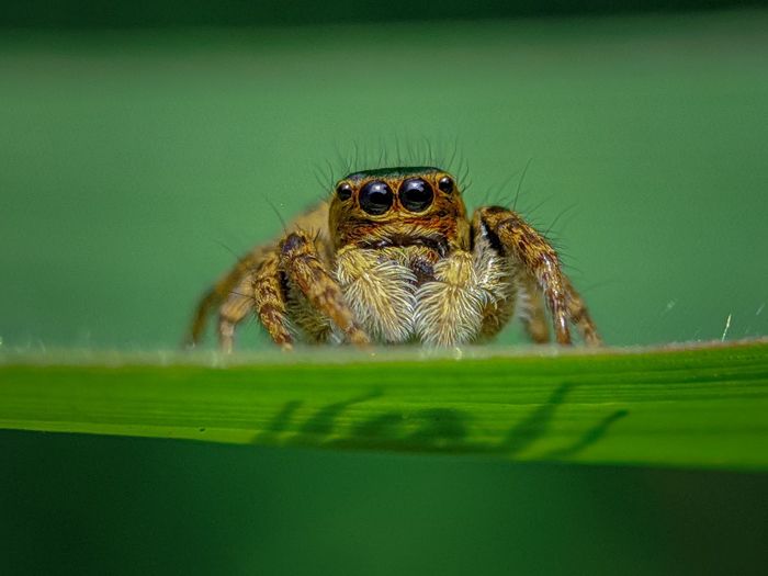 Close-up of spider