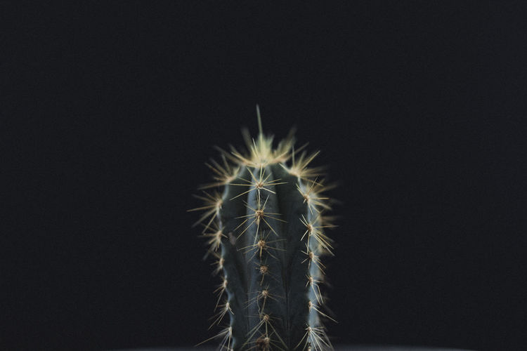 Close-up of cactus plant against black background