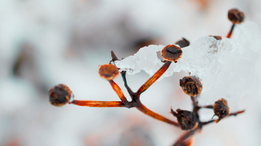 Close-up of frozen plant