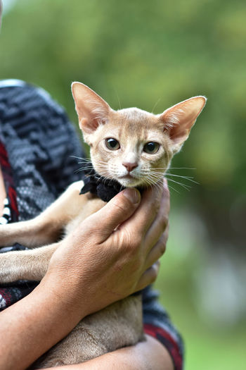 Portrait of hand holding cat