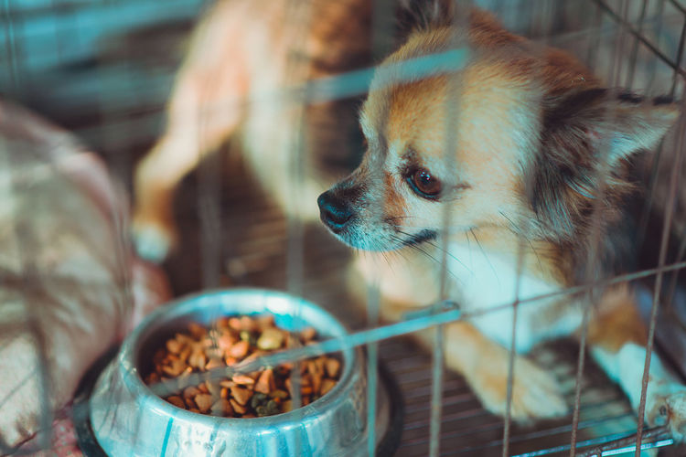 Close-up of a dog eating food