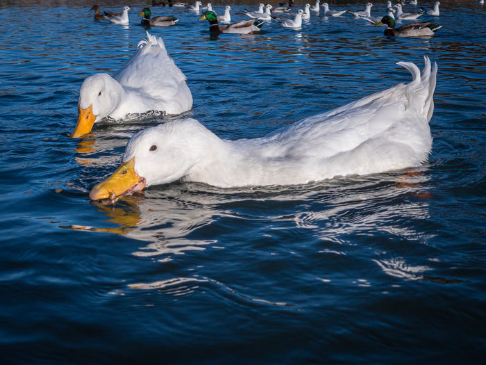 White pekin ducks, also known as aylesbury or long island ducks, swimming on a lake in early winter
