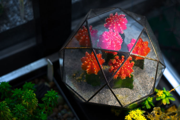 Close-up of terrarium