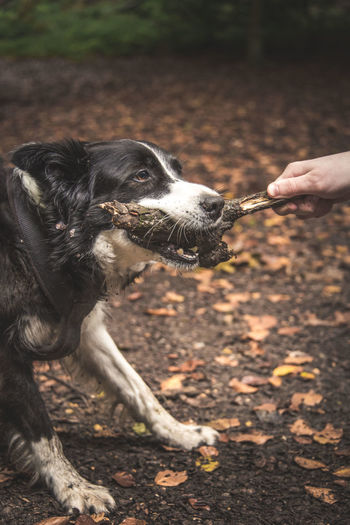 Close-up of a hand holding a stick with a dog