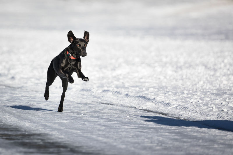 Dog running on frozen lake
