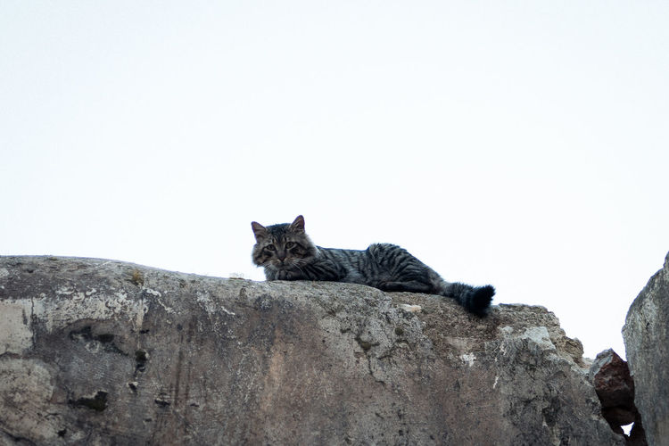 Cat relaxing on rock against clear sky