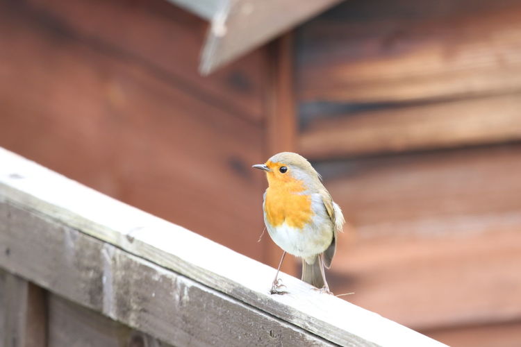 Close-up of robin perching on fence