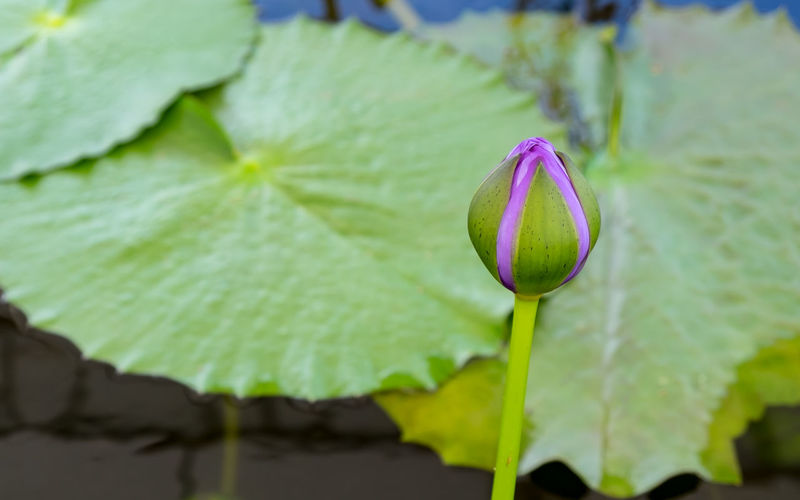Close-up of lotus water lily bud in pond
