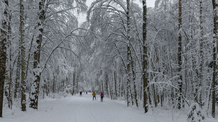 People walking on snow covered bare trees in forest