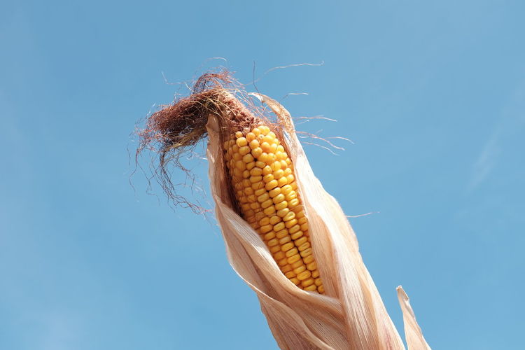 Close-up of corn against clear blue sky