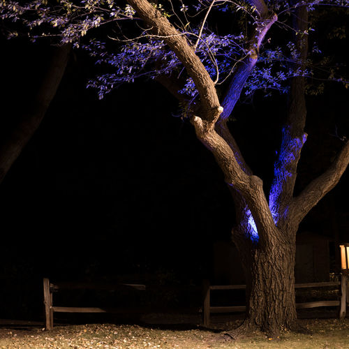 Illuminated trees on field at night