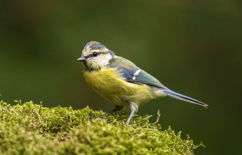 Close-up of titmouse on moss