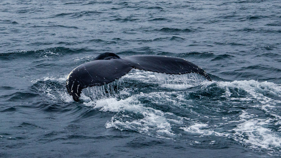 Humpback whale tail .