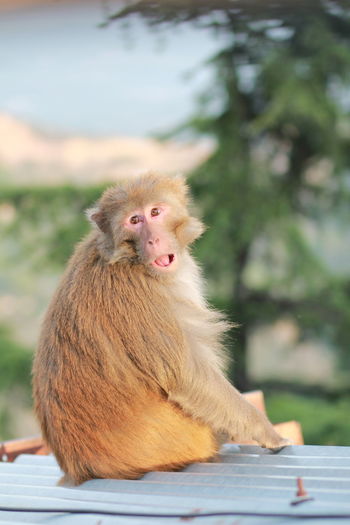 Portrait of monkey sitting outdoors