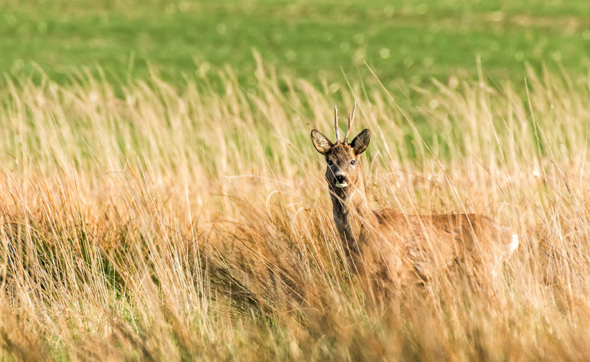 Deer in grassy field