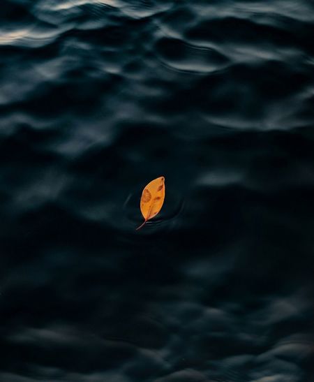 High angle view of orange leaf floating in lake