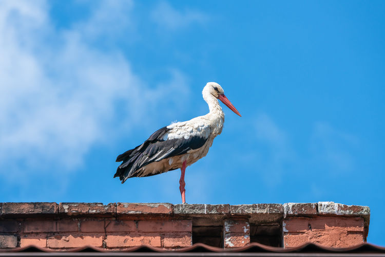 A white stork ciconia ciconia standing on a roof of a house in polish countryside
