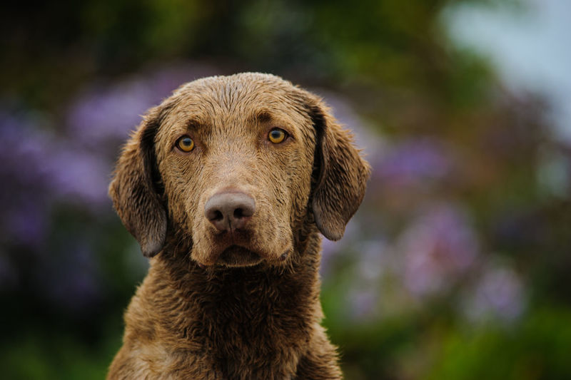 Close-up portrait of dog
