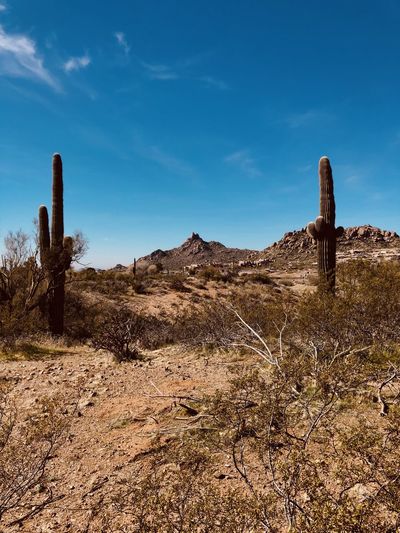 Cactus in desert against blue sky