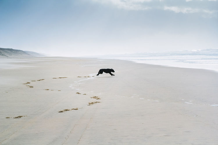 Scenic view of dog running on beach against sky