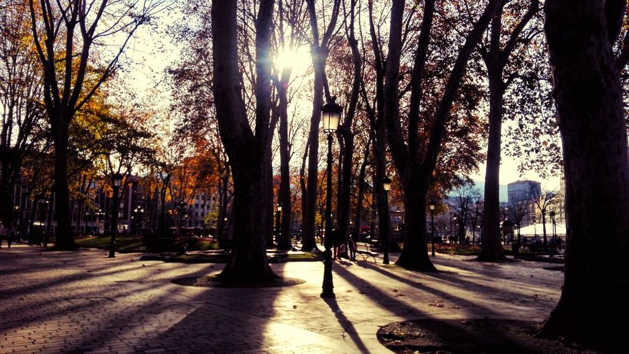Trees in sunlight