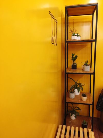 Potted plants on shelves at home