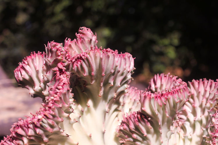 Close up pink euphorbia lactea cristata grafted on euphorbia neriifolia cactus plant