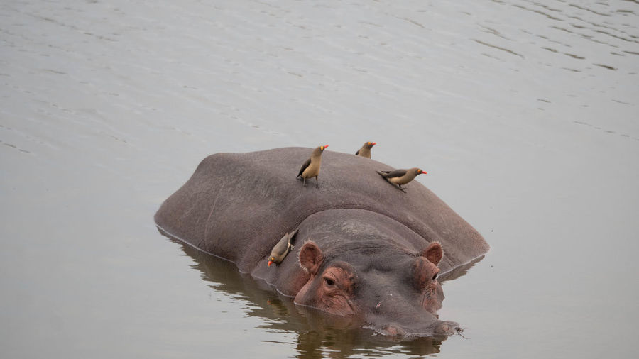 High angle view of animal swimming in lake