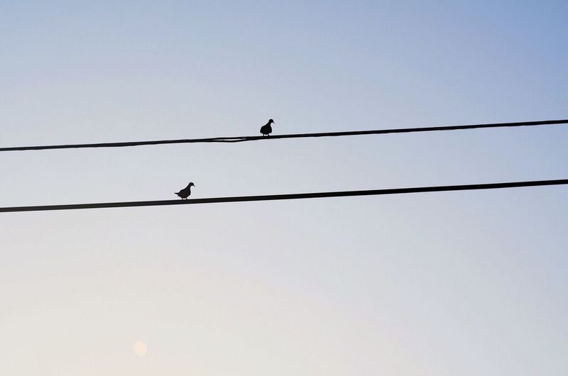 Low angle view of birds perching on power line against clear sky