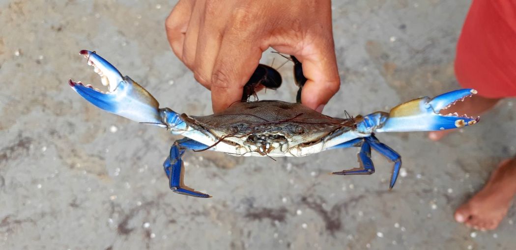 Midsection of person holding an atlantic blue crab, regionally, in brazil, as siri-azul. 