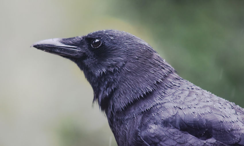 Close-up of a crow looking away