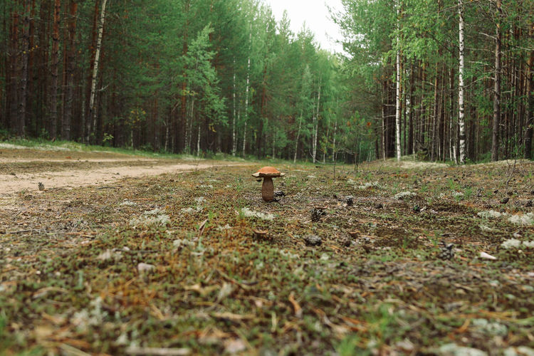 Boletus mushroom grows on the road, taiga forest