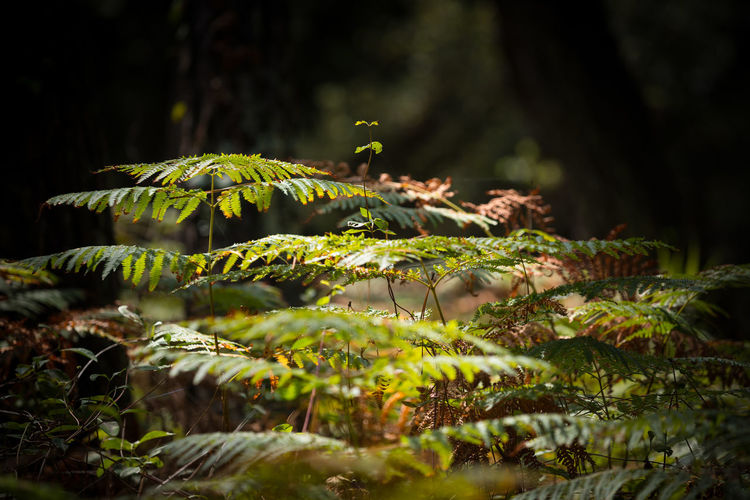 Close-up of fern in forest