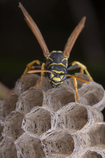 Female worker polistes nympha wasp protecting his nest