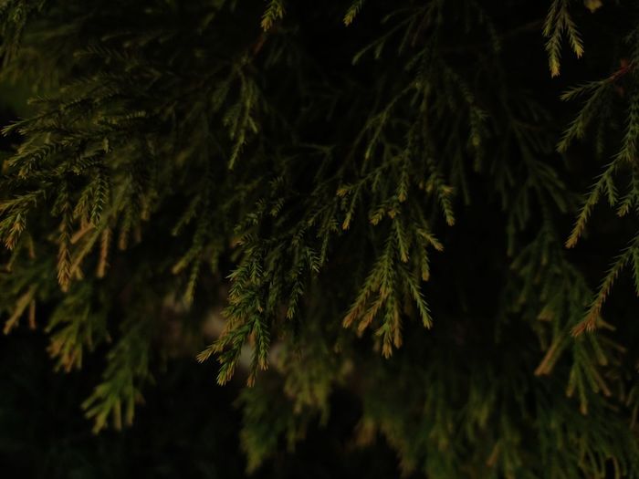 Close-up of pine tree
