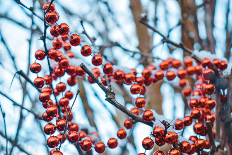 Low angle view of glass beads on tree
