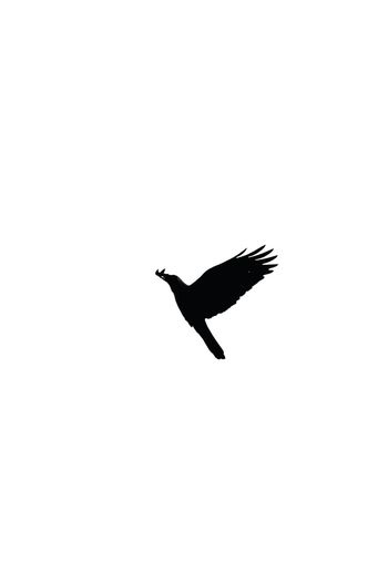 Bird flying against clear sky