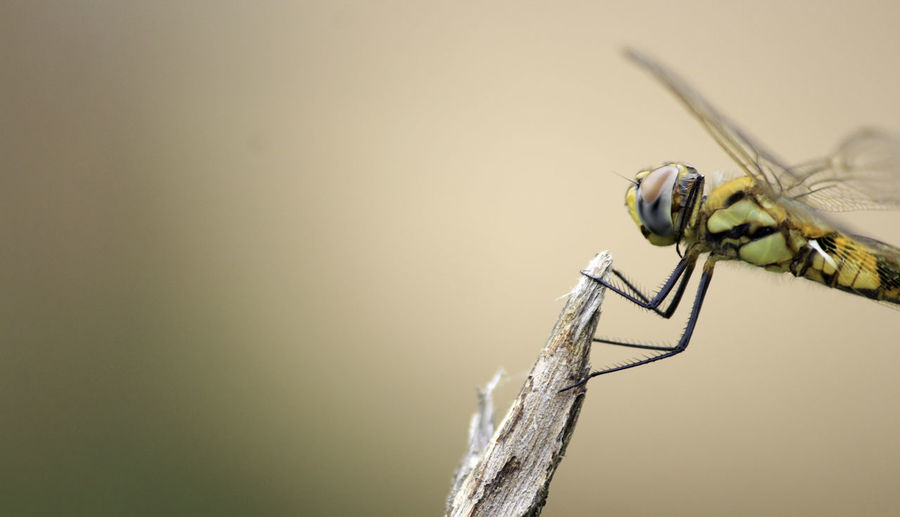 Close-up of damselfly on outdoors