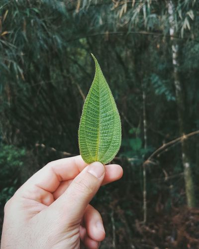 Close-up of a hand holding leaf
