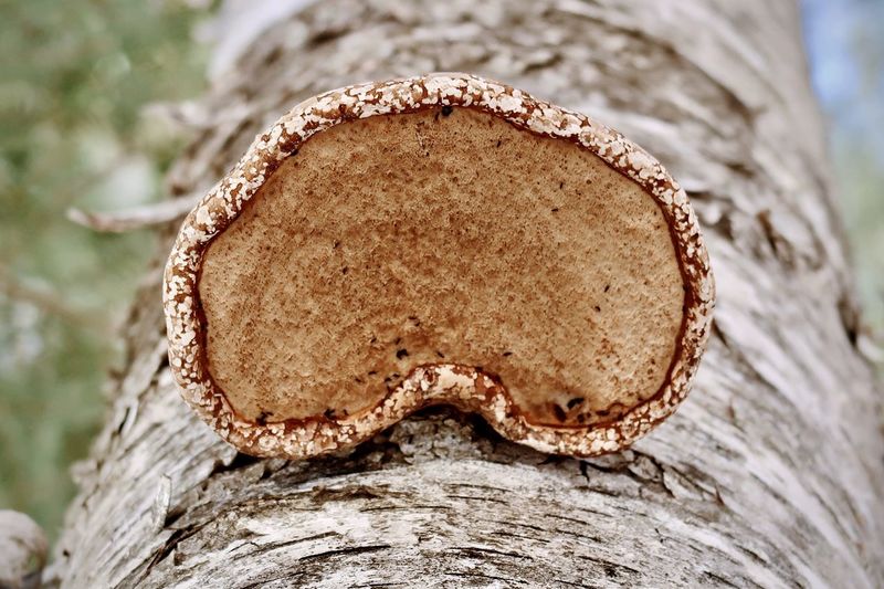 Mushroom on a birch tree