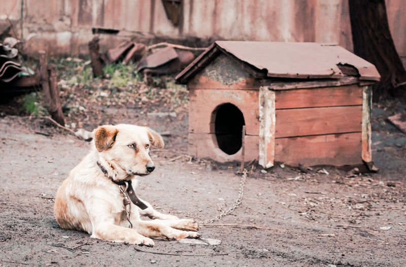 Dog sitting on abandoned land