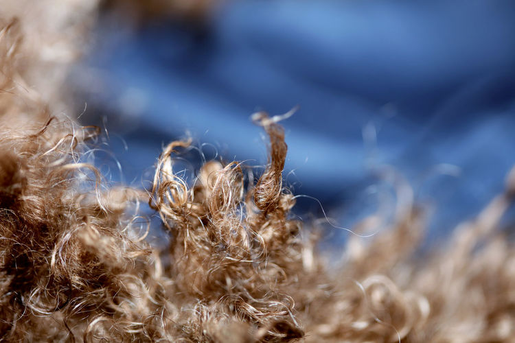 Dog brown curly hairs close up lagotto romagnolo abstract background modern high quality big size