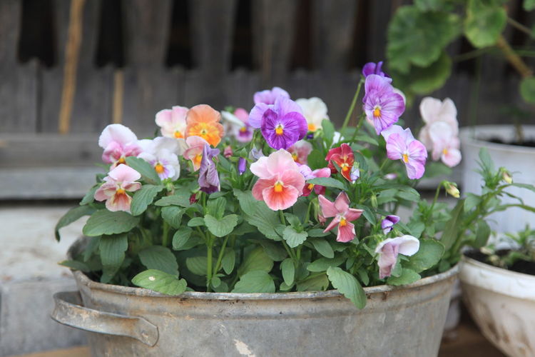 Multicolored pansies in an old tin basin