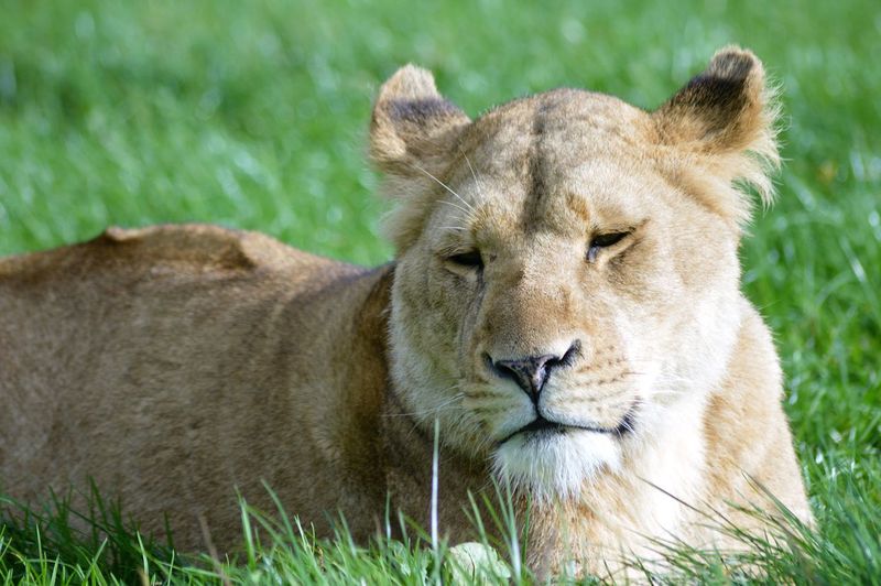 Portrait of lion relaxing on grass