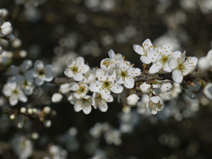 Close-up of white  blossom tree