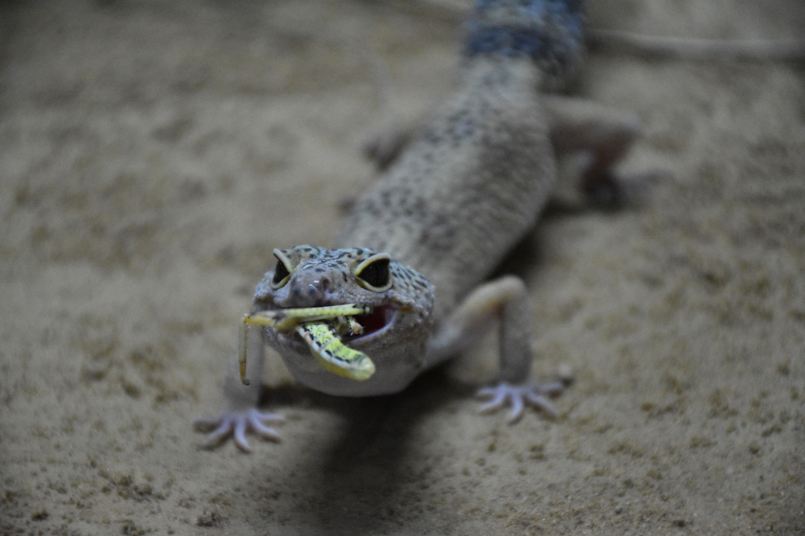 CLOSE-UP OF LIZARD ON SAND