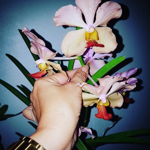 Close-up of hand holding multi colored flowers