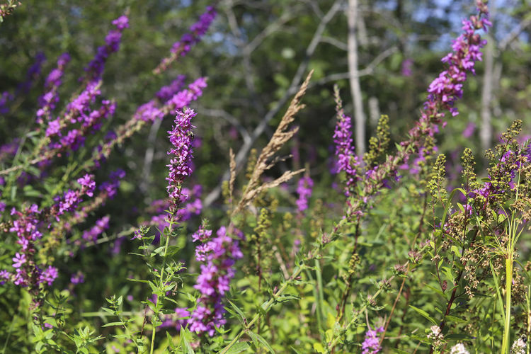 Purple loosestrife wildflowers in bloom green trees in background